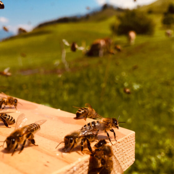 Bienenstandort Hof Murmatt Nidwalden